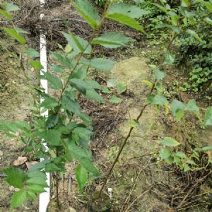 高度50厘米红榉小苗(红榉袋苗)