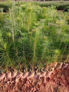 高度30厘米马尾松袋苗（马尾松苗）