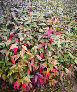 福建山樱花苗(山樱花苗)