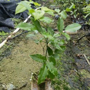 鄂西红豆树苗(红豆树袋苗)