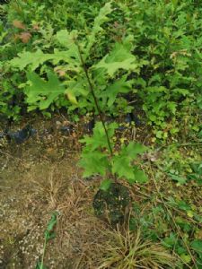 娜塔栎苗(娜塔栎袋苗)