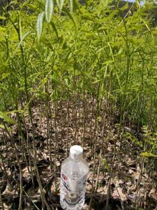 高度50厘米无患子袋苗（无患子苗）