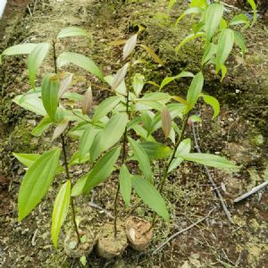 浙江樟袋苗(浙江樟杯苗)