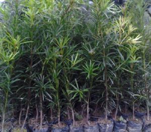 高度30厘米罗汉松苗（罗汉松袋苗）