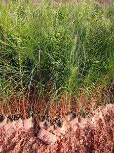 湿地松小袋苗（湿地松小苗）