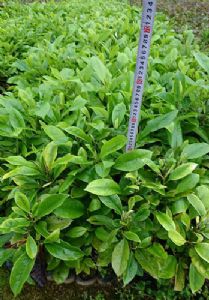 火力楠树苗（火力楠袋苗）