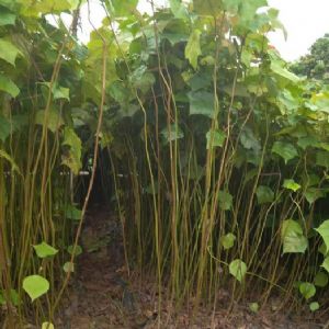 高度60厘米米老排苗（米老排袋苗）