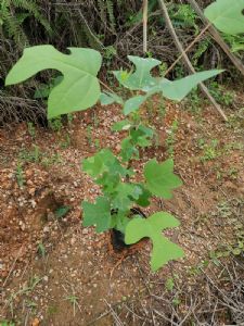 马褂木袋苗（马褂木无纺布容器苗）