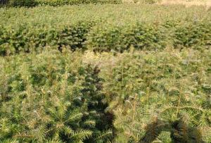 高度30厘米杉木袋苗（杉木苗）