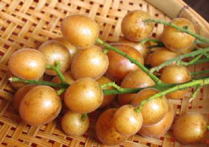 黄皮、荔枝（自产自销广西特产）