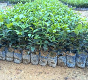 高度50厘米油茶袋苗(油茶苗 )
