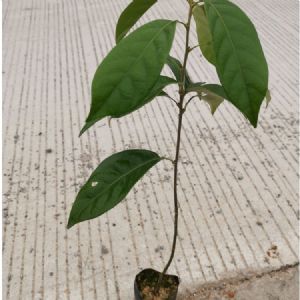 青冈栎袋苗(青冈栎苗)