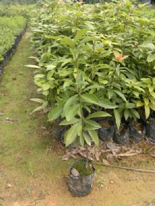 金丝楠木苗(金丝楠木袋苗)