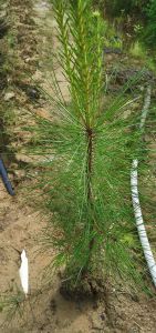 高度40厘米湿地松大袋苗（湿地松无纺布袋苗）