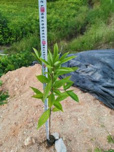 高度40厘米木荷苗(木荷地苗)